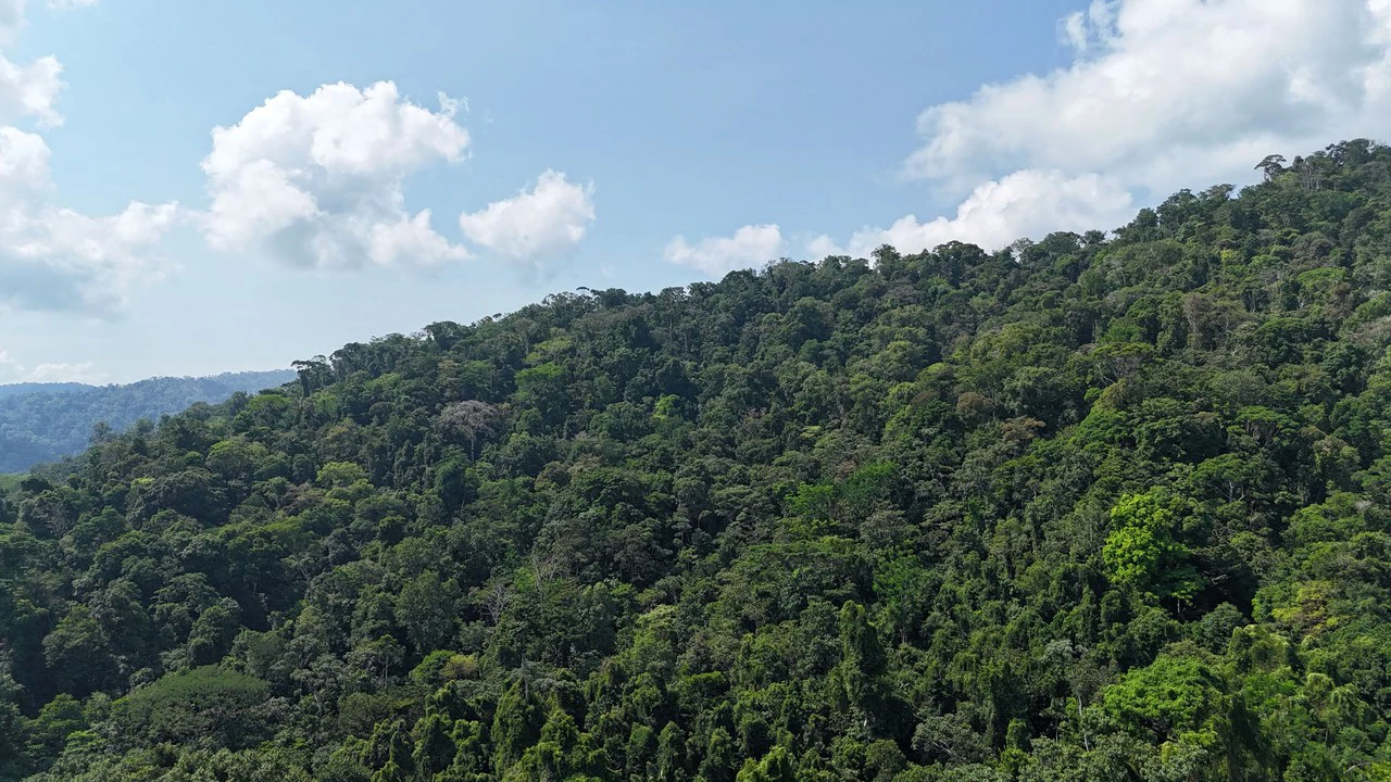 CONSERVATION AND DEVELOPMENT LAND WITH OCEAN VIEW IN SIERPE, COSTA RICA - Gallery image 34
