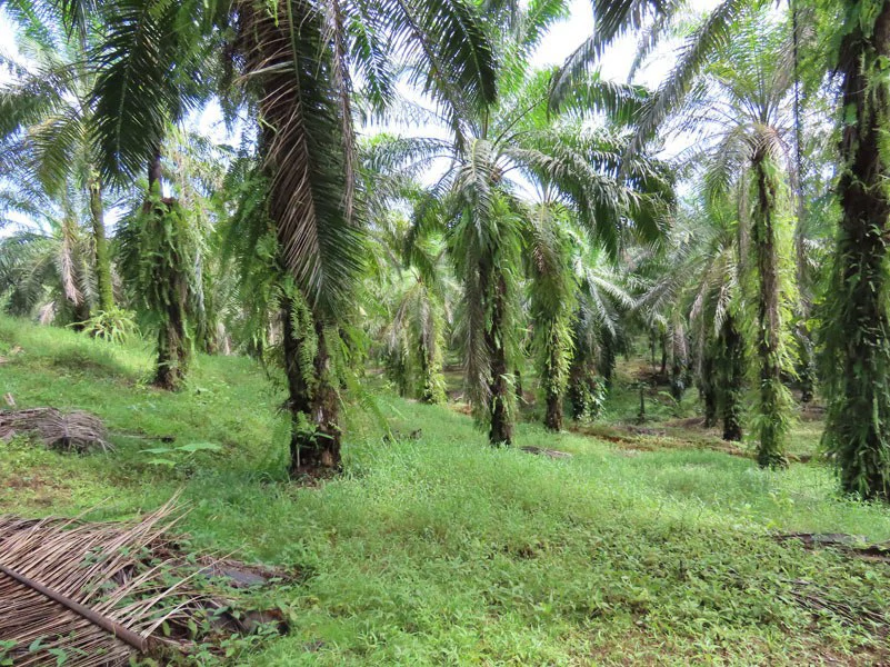 Palm Farm with Ocean View, Ideal for Ecotourism or Residential Development - Gallery image 4