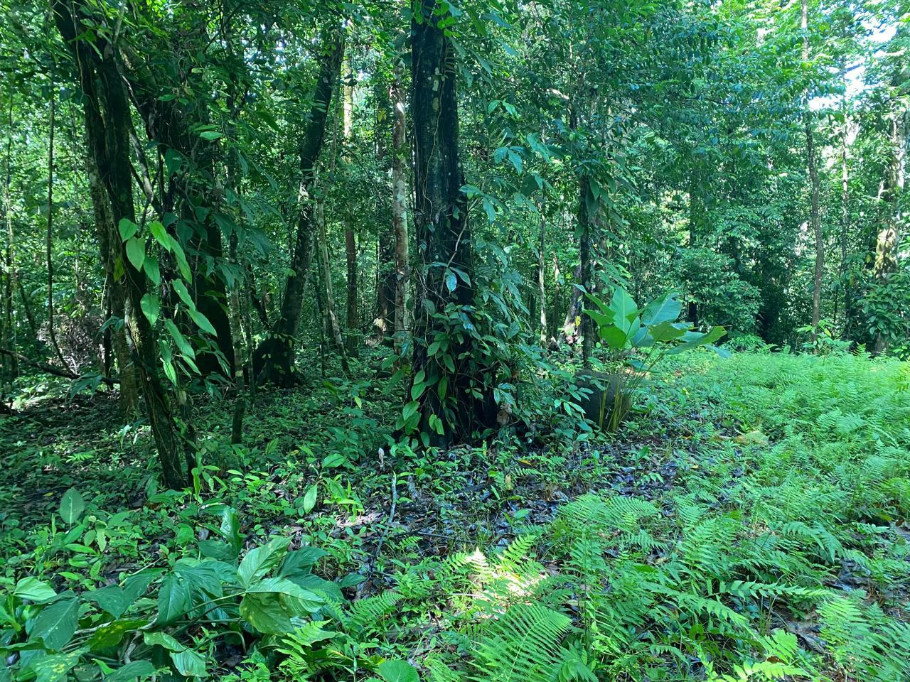Spectacular Ocean view on 7.7 acres: Mountain Home Construction Site For Sale in Bahía Ballena - Gallery image 18