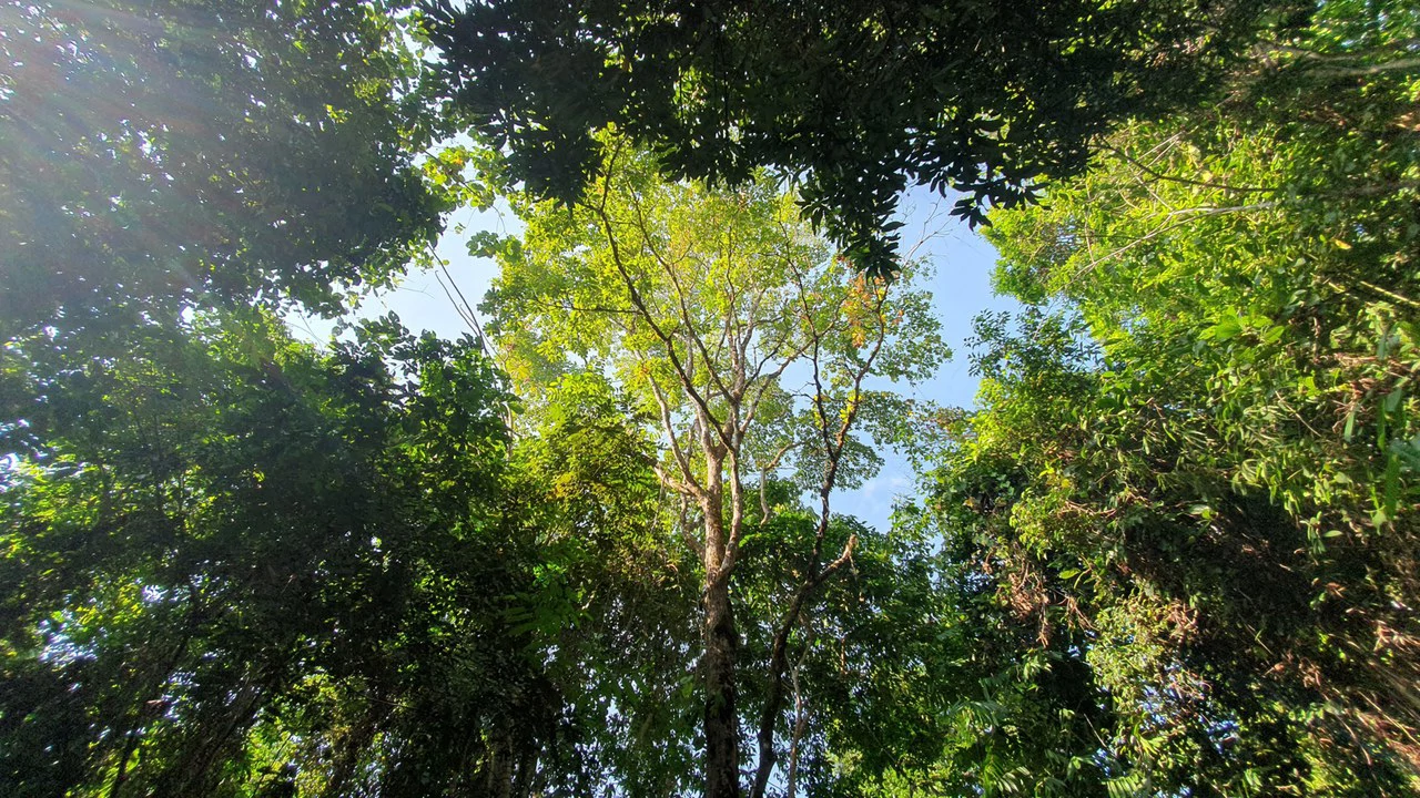 CONSERVATION AND DEVELOPMENT LAND WITH OCEAN VIEW IN SIERPE, COSTA RICA - Gallery image 8