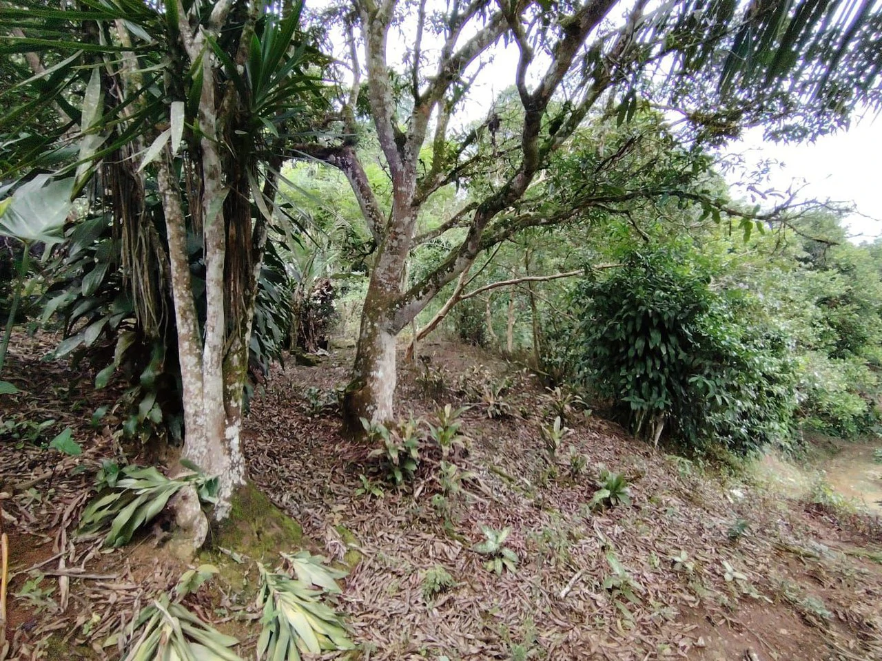Home Construction Site For Sale in General Viejo - Gallery image 7