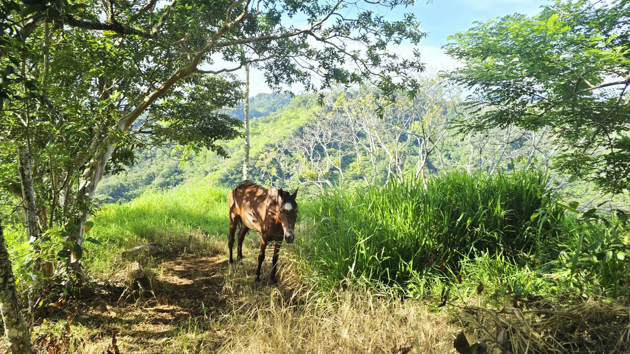 Mountain Agricultural Land For Sale in San Isidro del General - Gallery image 7
