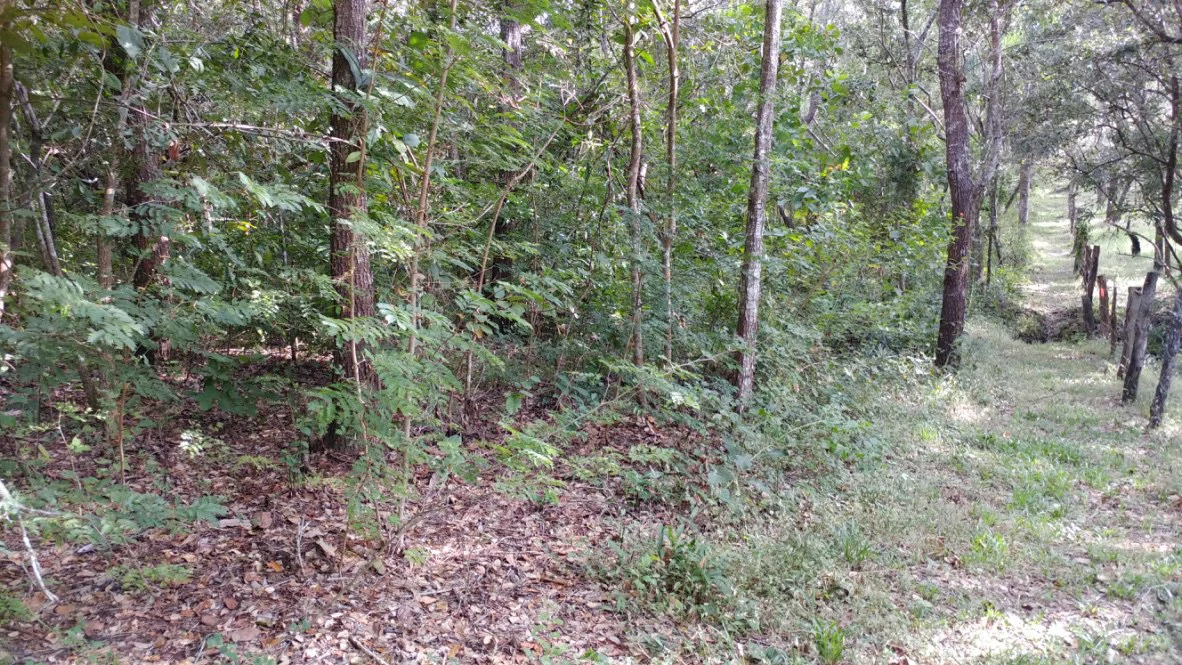 Mountain Farm for Sale in Liberia – Nature, Privacy, and High Investment Potential - Gallery image 9