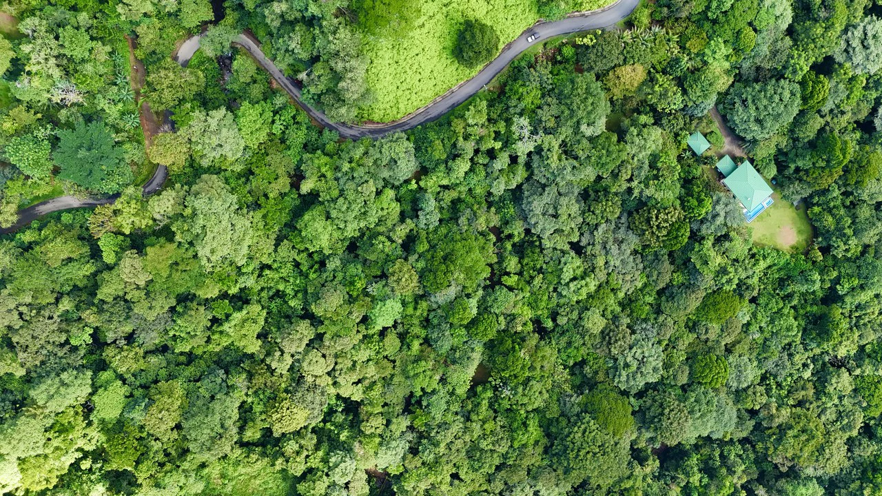 Selva Vista Estate: 5.9 Acres of Wild Beauty - Gallery image 5