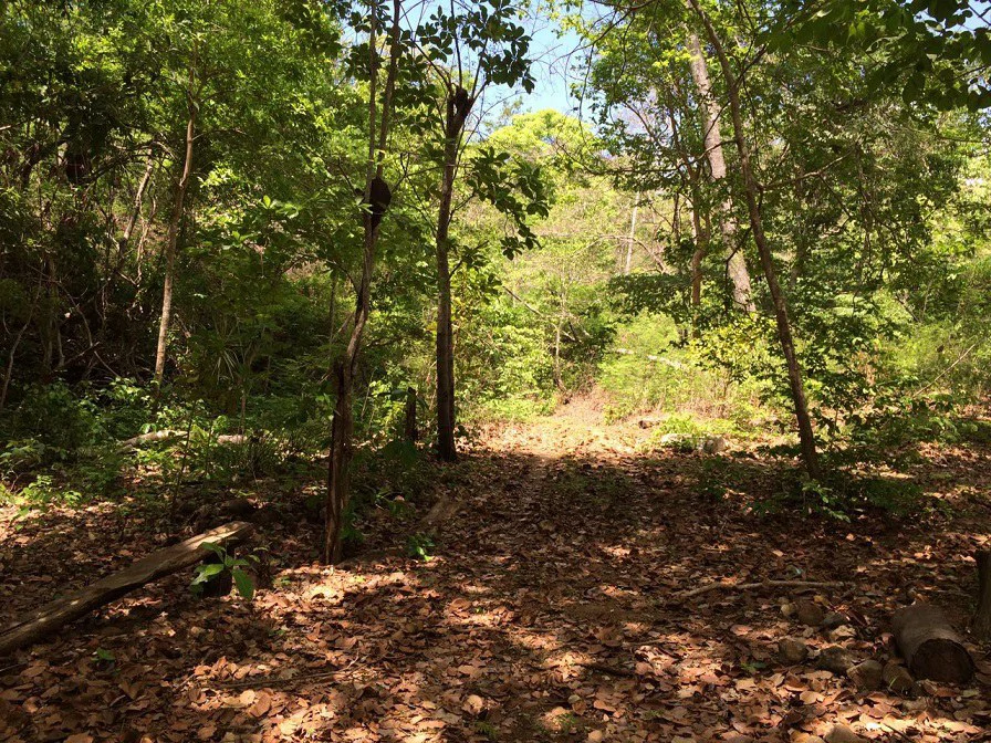 GRAN OPORTUNIDAD: GREAT OPPORTUNITY. Property of 48.3 hectares adjacent to the Hotel Riu - Gallery image 15