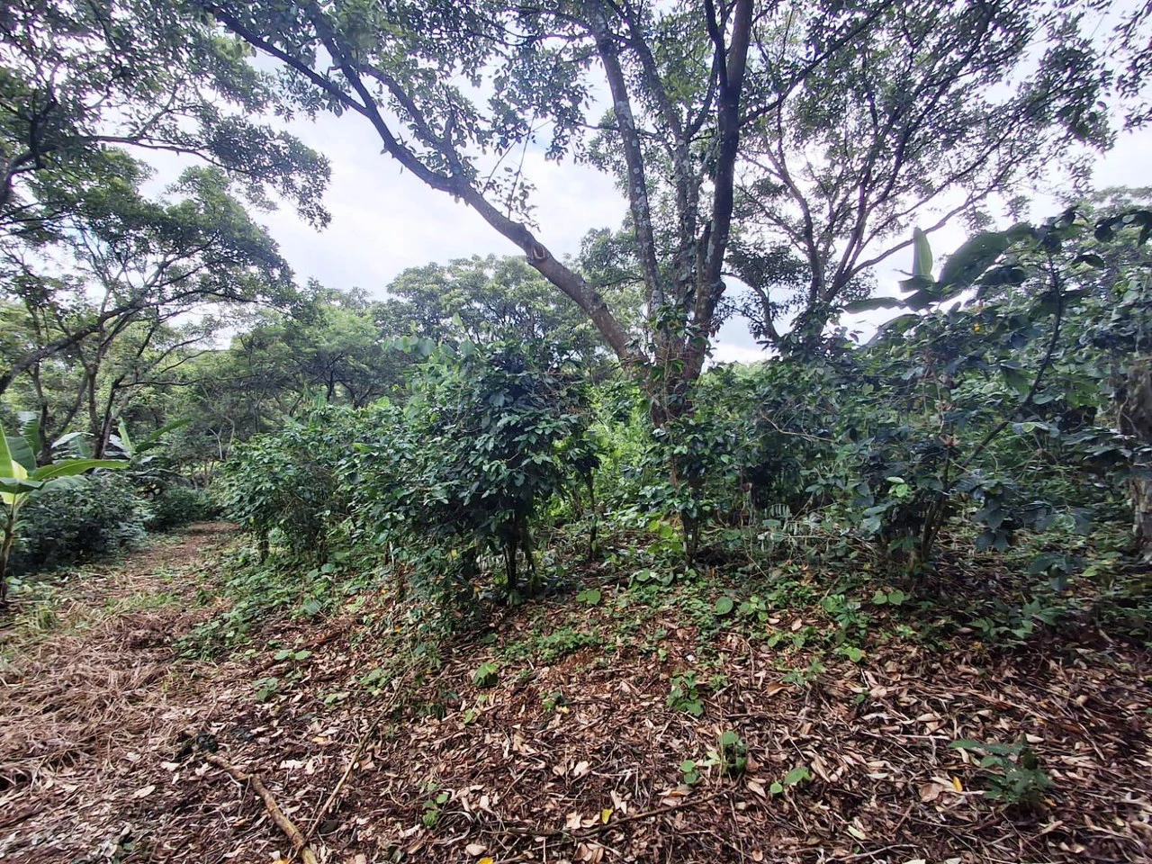 Hot Market: 2.6 Ha for Residential Development in the heart of the action! - photo 8