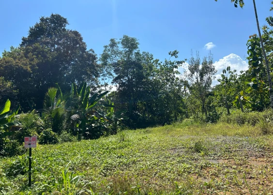 Small and Accesible Main Road Piece of Jungle View land: Small and Accesible Main Road Piece of Jungle View land - Gallery image 2