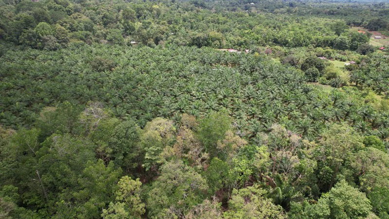 Finca La Palma, Cañaza, Puerto Jiménez - Gallery image 2