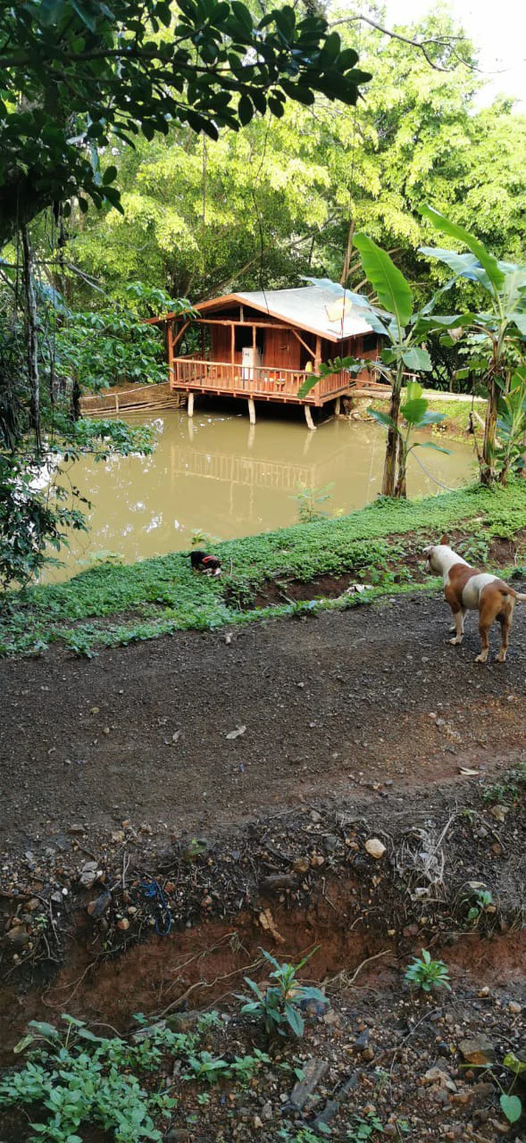 Agricultural Farm for Sale in the mountains of Hojancha, Beautiful 25-acre property with floating lake Apartment and Huge main home - Gallery image 2