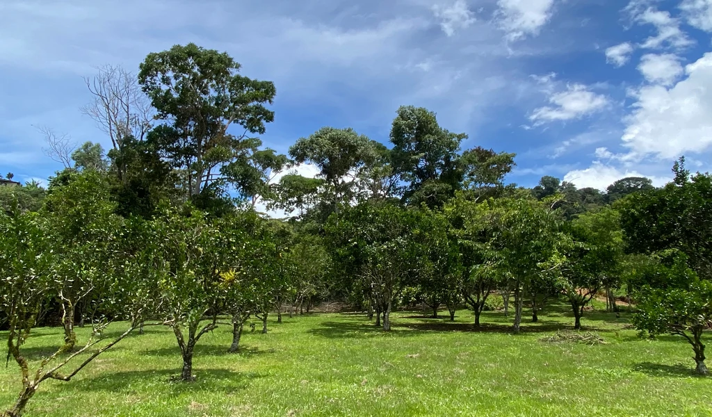 1.9 ACRES – Very Usable Flat Land Divided By An Across Running Creek, Tons Of Fruit Trees Plus Woods In The Back!!! - Gallery image 21