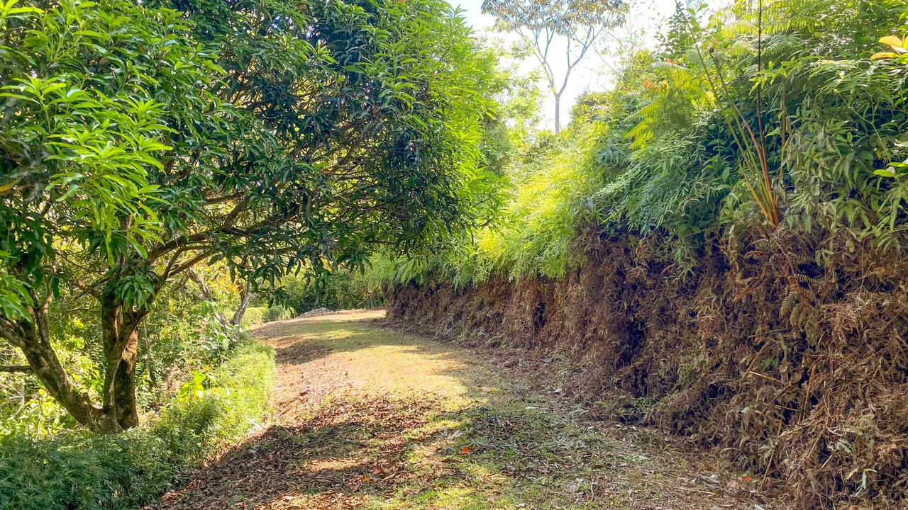 32 Acre Self Sustainable Farm with House Close Ojochal - Gallery image 54