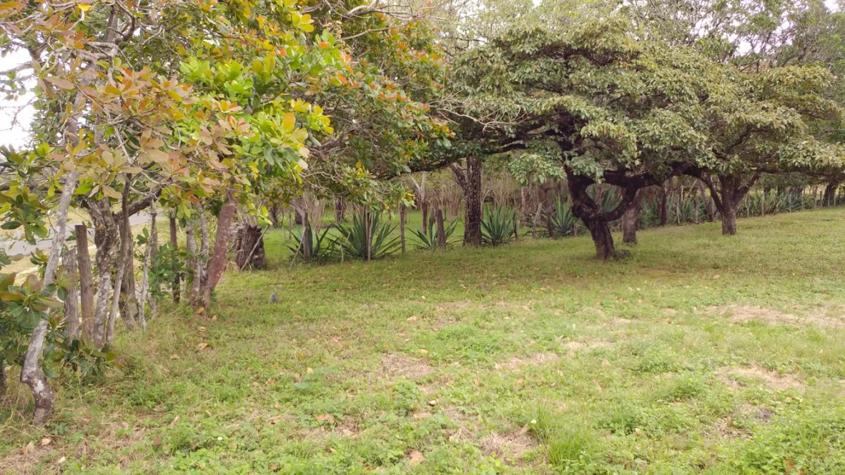 Mountain Farm for Sale in Liberia – Nature, Privacy, and High Investment Potential - Gallery image 5