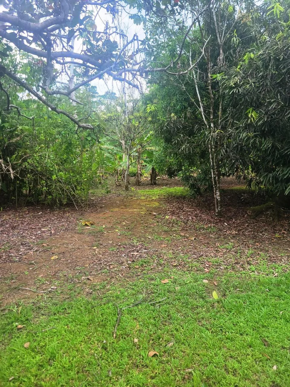 Tropical Fruit Farm in Playa Cañaza Build Your Dream Home in Paradise - Gallery image 6