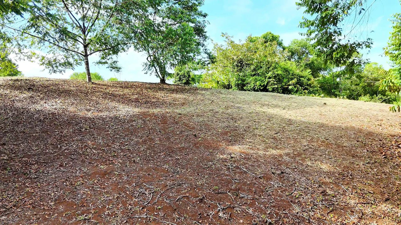 FINCA EN BARÚ GUSTAVO-149760: Mountain Agricultural Land For Sale in Barú - Gallery image 13