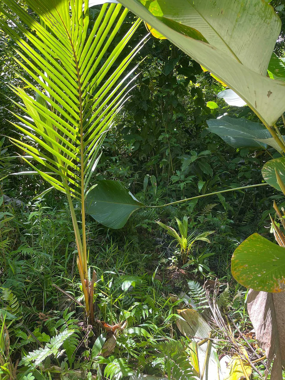 ID 4167: Investment Opportunity: 8-Acre Reforested Mountain Finca in Puriscal - Gallery image 27