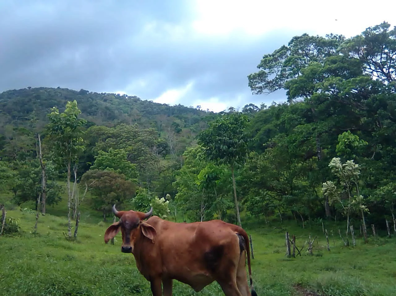 Cattle farm for sale in Aguas Claras with 1 corral and enchanting views