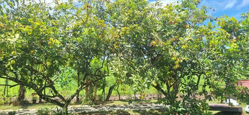 Versatile Commercial Property with Excellent Expansion Potential Quepos - Gallery image 22