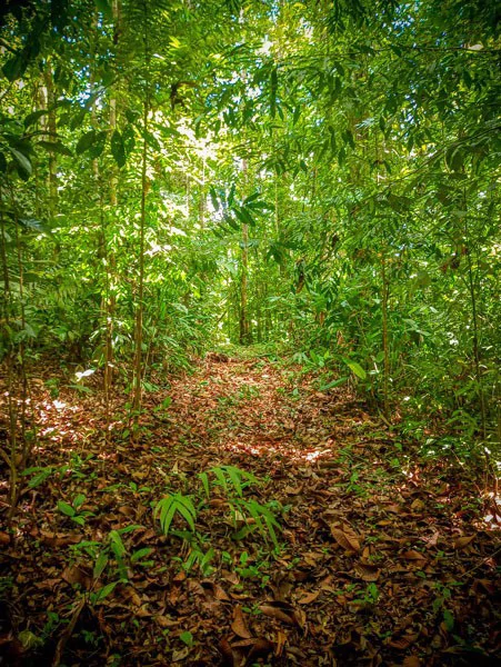 Ocean View & Primary forest 55-ha Rincon de Osa - Gallery image 24