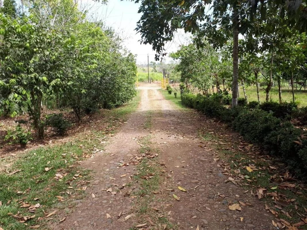 land for sale Alajuela San Carlos Pocosol Santa Maria Santa Rosa - Gallery image 5
