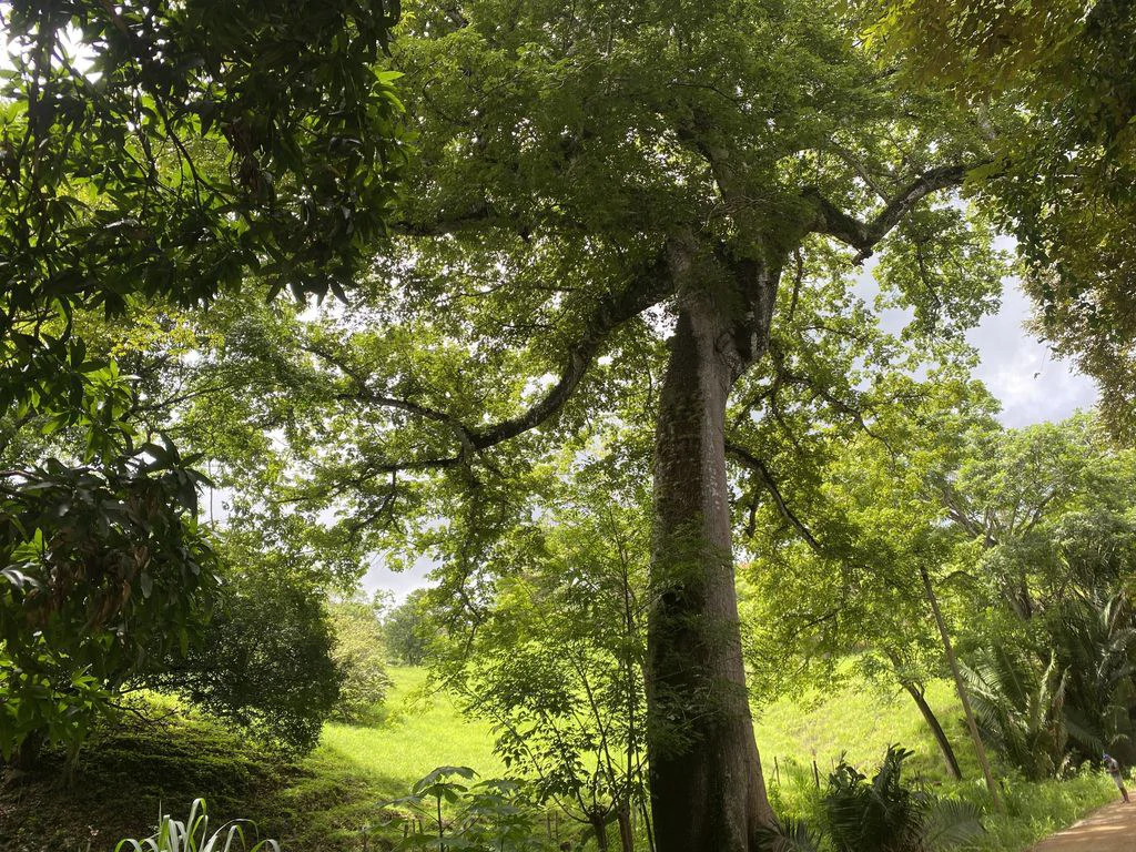 Finca Rio El Carmen: 3 HA Finca with Elevation Across from Renowned Rio Ora, 1 HA parcels available, Three 1700 m2 lots - All available in Rustic El Carmen - Gallery image 5