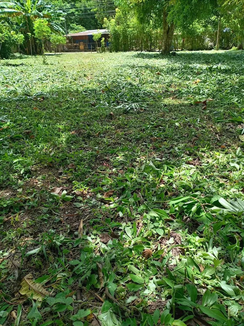 Your Slice of Paradise in Central Pacific Costa Rica! - Gallery image 2