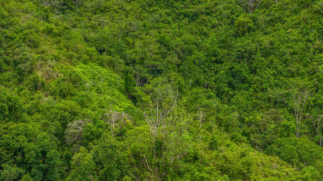 Costa Rican Gem with Conservation Potential: Preserve 26 Acres of Pristine Land - Gallery image 14