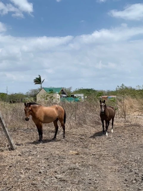 Lot for sale to develop Liberia Guanacaste Costa Rica - Gallery image 7