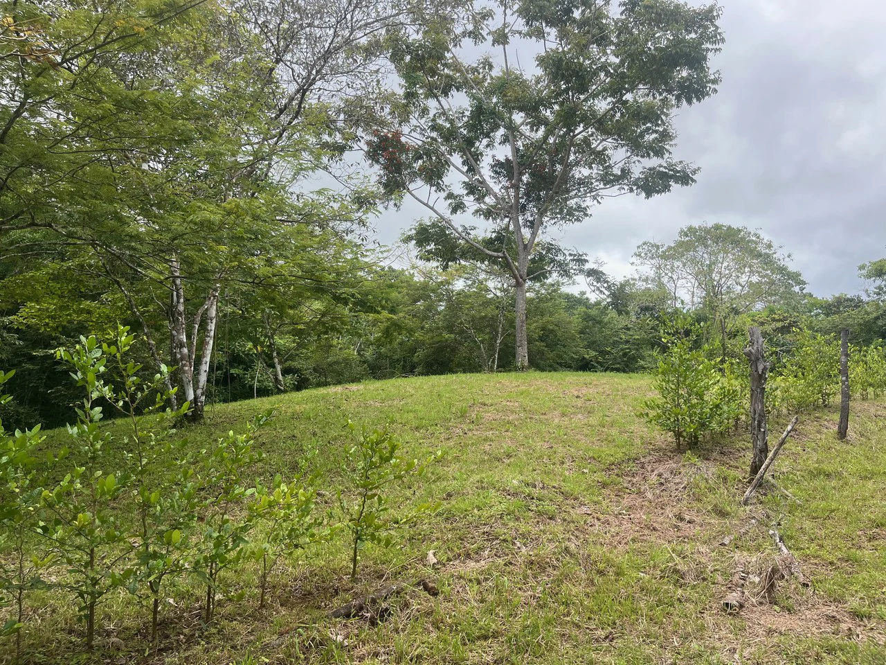 6000m2 Ready to Build Lot in Delicias: Great Price with Project and Permits included - Gallery image 7