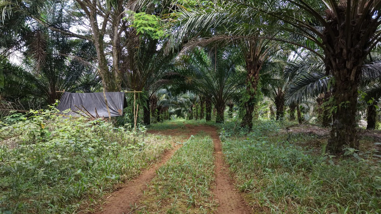 Countryside Home Construction Site For Sale in San Pedro - photo 10