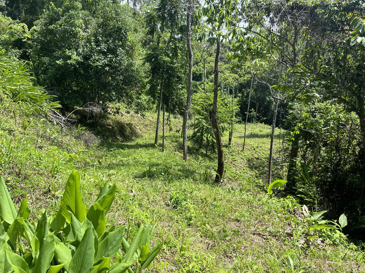 Affordable Home Building Site in Lagunas - Gallery image 3
