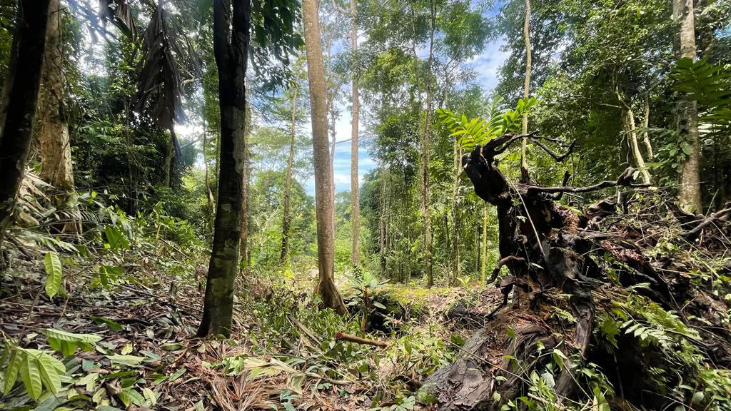 Eduardo Lee 17 Acres: Mountain Agricultural Land For Sale in Bejuco - Gallery image 2