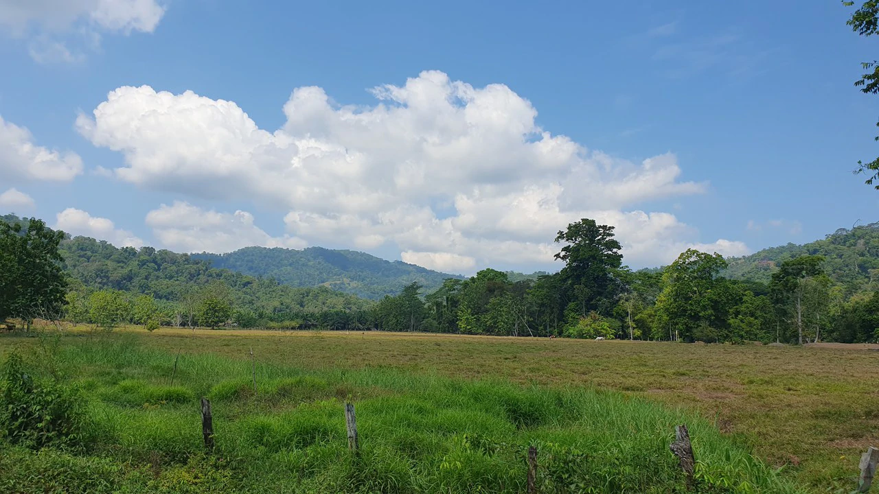 CONSERVATION AND DEVELOPMENT LAND WITH OCEAN VIEW IN SIERPE, COSTA RICA - Gallery image 39