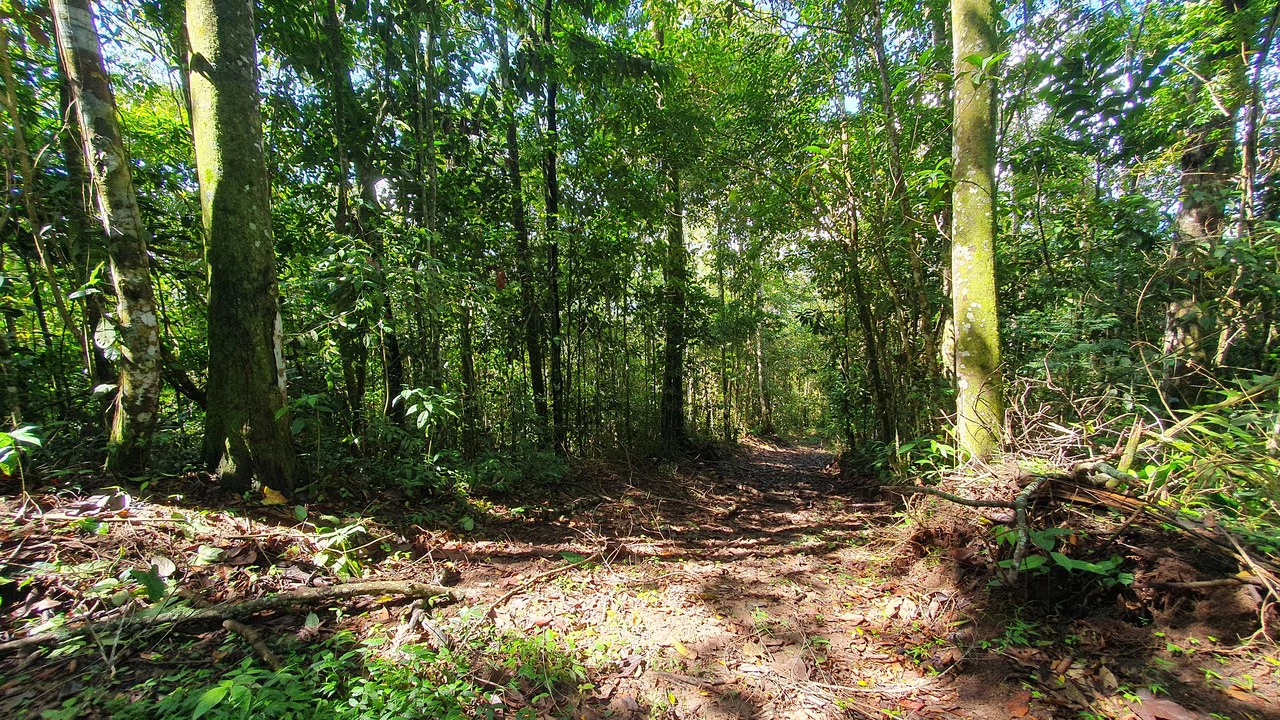 Property #2 with Bamboo Plantation, Development Opportunity (Residential, Hotel, and Industrial). - Gallery image 3