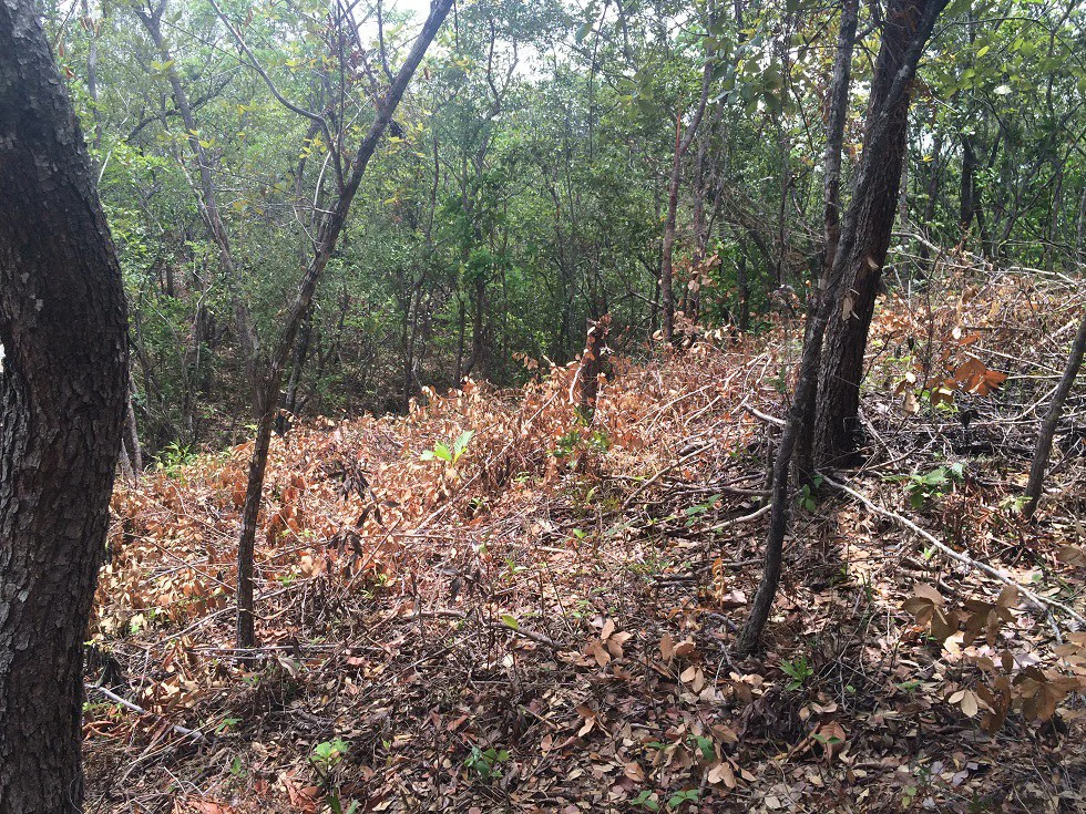 Finca grande: Economic Building property for sale in El Salto, with private access to the surrounding beautiful nature with own river - Gallery image 10