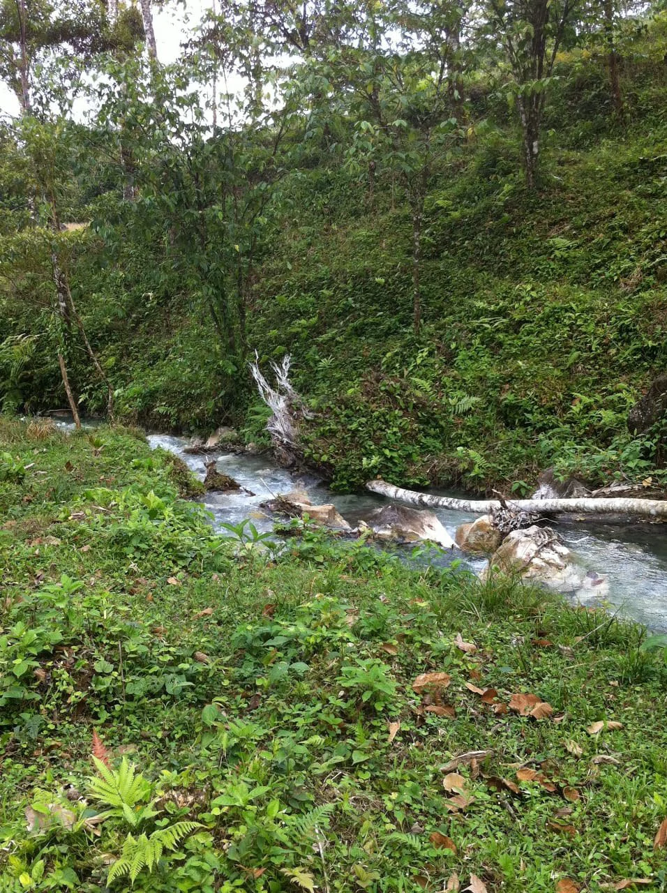 Cold & Hot springs surrounded by an overgrown farm, taken back by nature - Gallery image 85