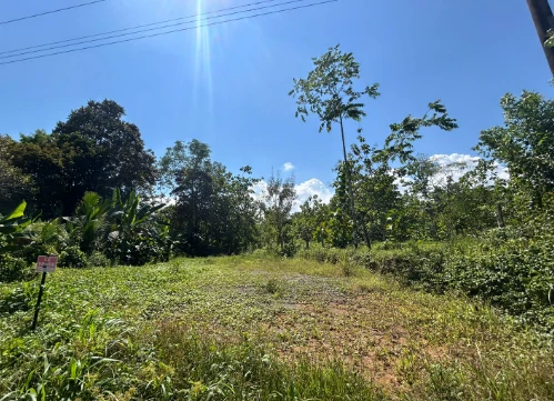 Small and Accesible Main Road Piece of Jungle View land: Small and Accesible Main Road Piece of Jungle View land - Gallery image 4