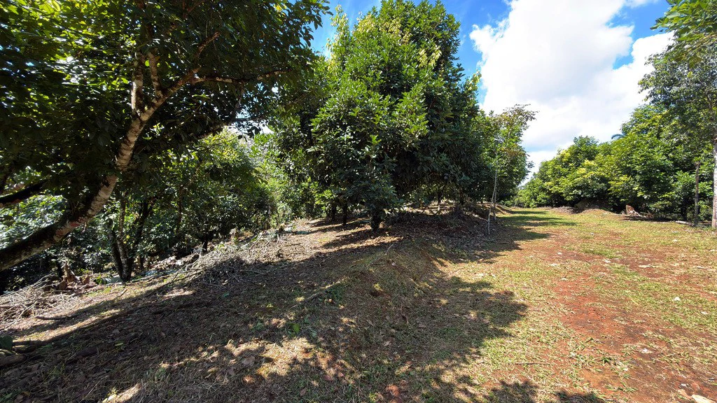 Countryside Agricultural Land For Sale in Pueblo Nuevo - Gallery image 12