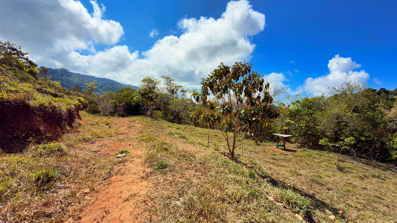 2.8 HA FARM FOR SALE IN SAN LUIS DE MORETE | MOUNTAIN VIEWS AND NEAR THE OCEAN - Gallery image 6