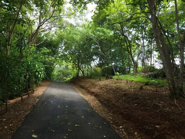 Nosara's Brand New Top Villas as a Business Opportunity in the dense forest of catchment area, 7 villas for sale in Costa Rica's Healthy Blue Zone - Gallery image 2