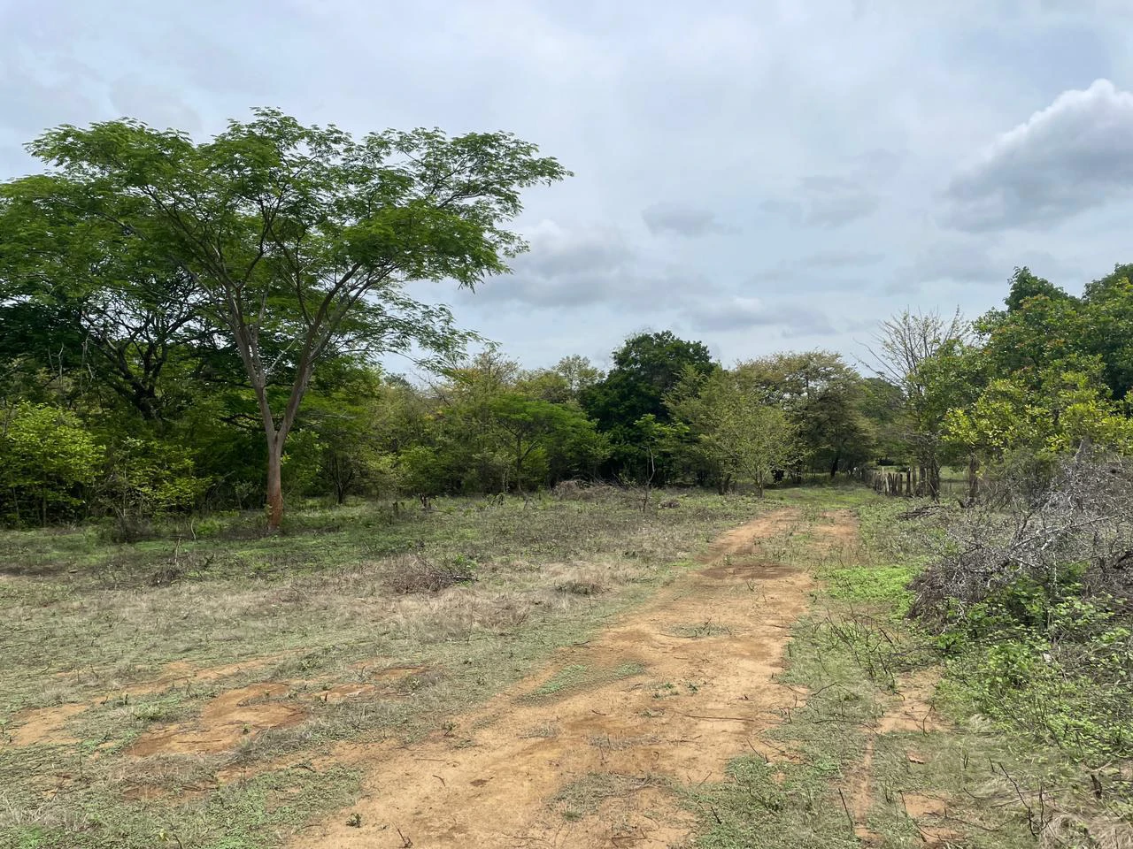 BEST PRICE! For sale comercial Property for warehouses or free zone, 1 km from Liberia Airport, Guanacaste, CR - Gallery image 2