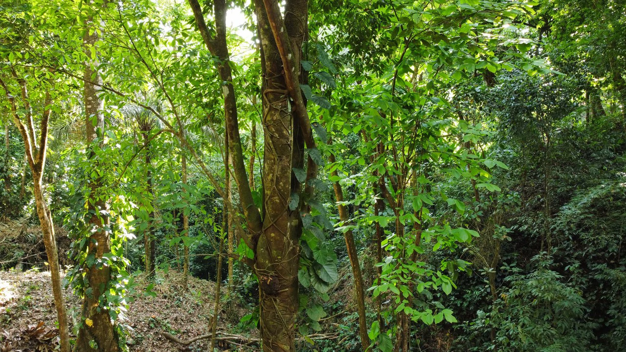 Unique property with creek and waterfall in lush jungle: Mountain Home Construction Site For Sale in Damas - Gallery image 12