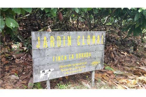 COCOA AND DAIRY FARM IN PRODUCTION AND GROWING: COCOA FARM IN PRODUCTION AND GROWING - Gallery image 4