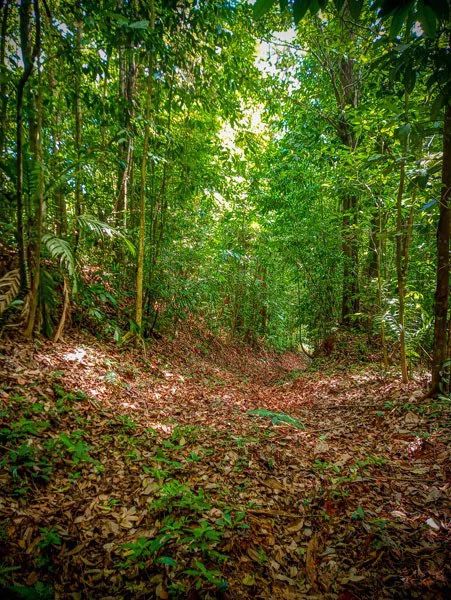 Ocean View & Primary forest 55-ha Rincon de Osa - Gallery image 23
