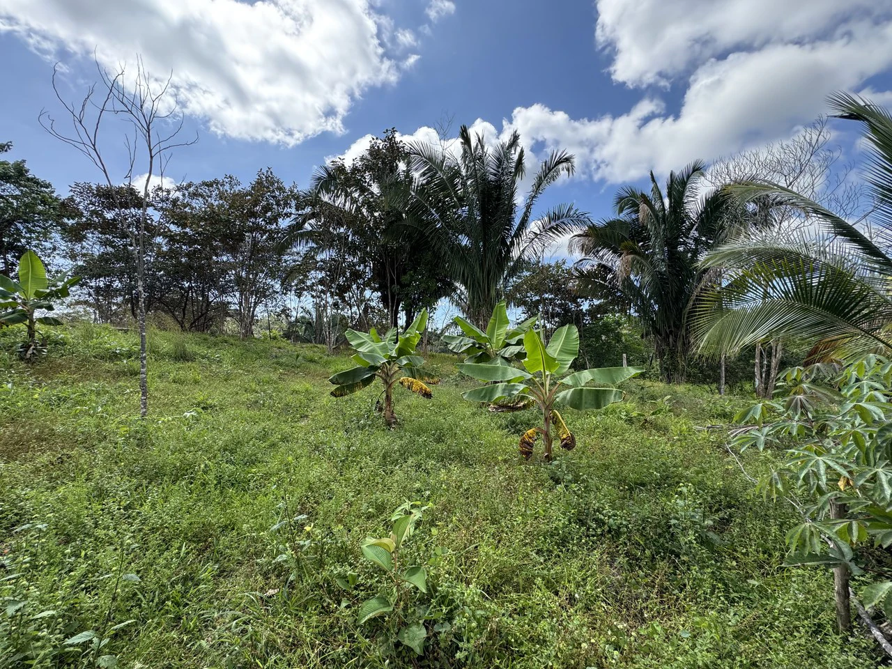 12 Acre Farm in Private Agricultural Community South of Ojochal - Gallery image 6