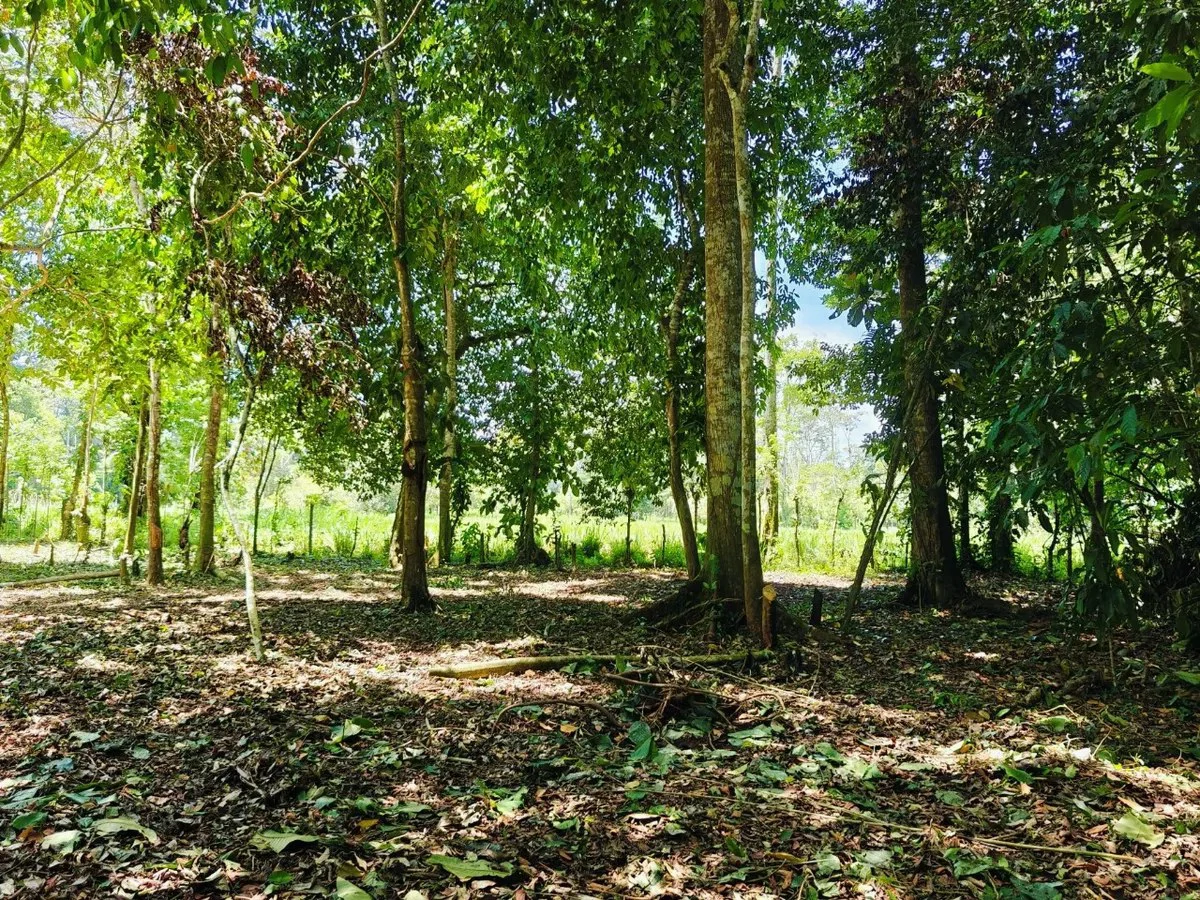ID 879: Lot 5 - 2237 sqm Creekside Titled Lot Near Playa Grande, Cahuita - Old Yard Development - Gallery image 2