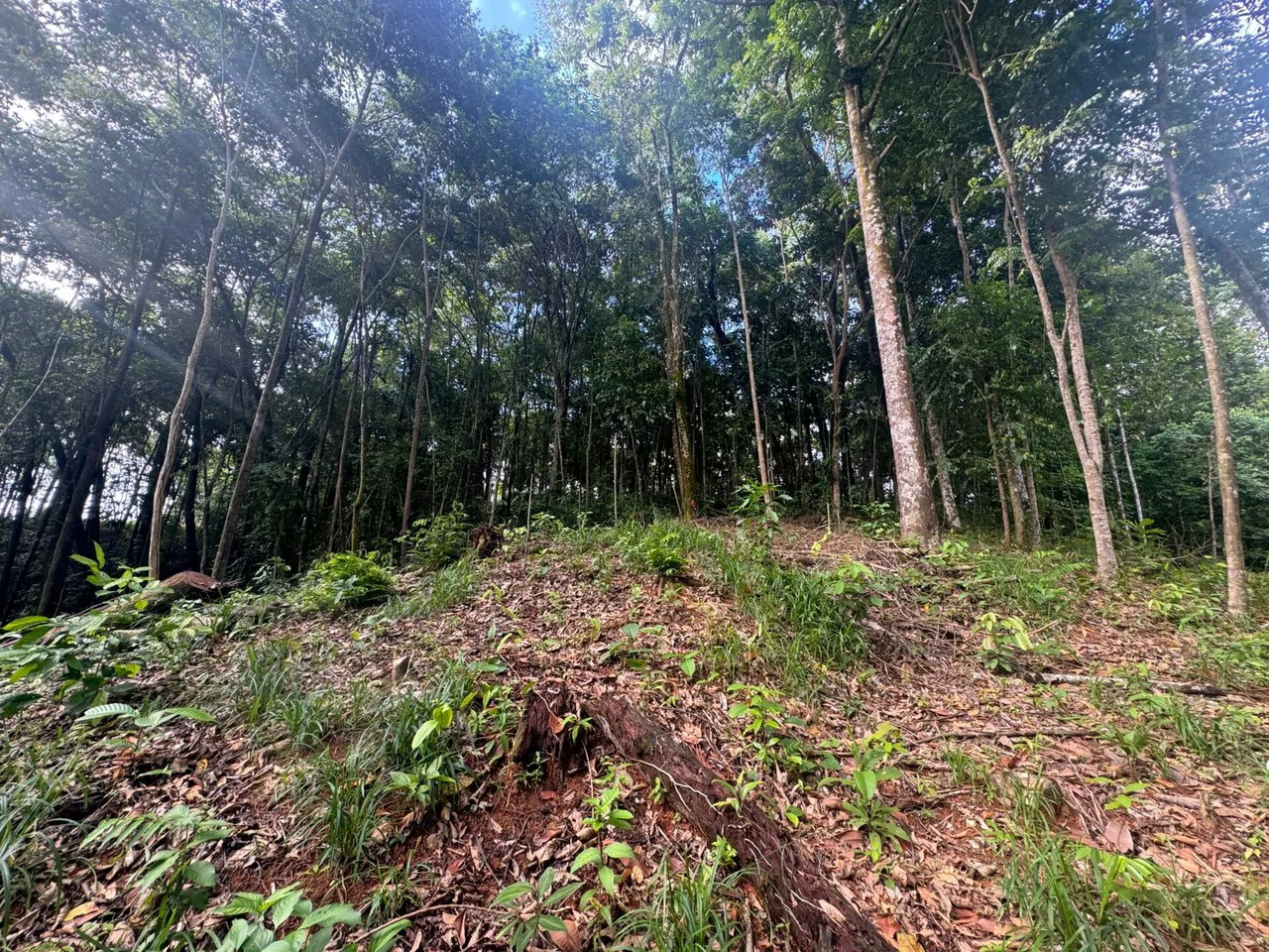 0.5 ACRES – Ocean View Property 1 Min Off Paved Highway In Escaleras Minutes To Dominical And Uvita!!!: Near the Coast and Mountain Home Construction Site For Sale in Dominical - Gallery image 2