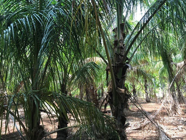 Great property in Santa Cruz: Excellent opportunity to develop in excellent location - Gallery image 8