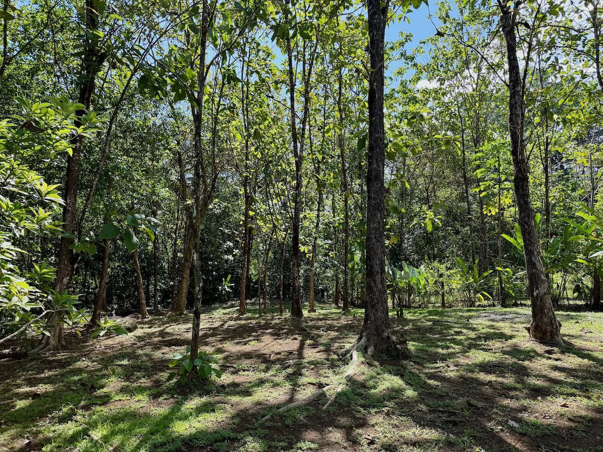 New 2 Bedroom Home for Sale in Terrones | Near Puerto Jiménez, Osa Peninsula - Gallery image 22