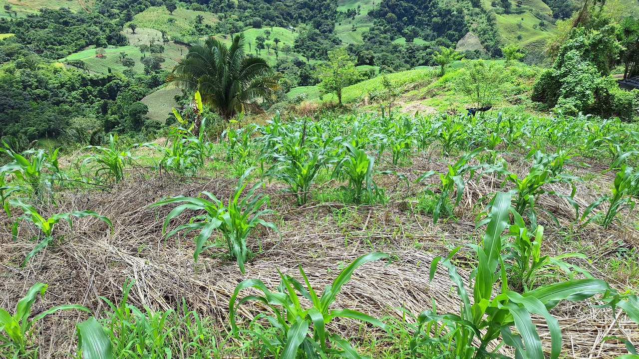 Spacious Lot For Sale In The Heart Of Pejibaye — Private Spring & Mountain Views - Gallery image 7