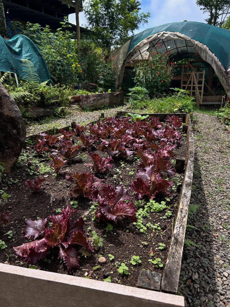 NATURES BOUNTY - Certified Organic Farm - Gallery image 20